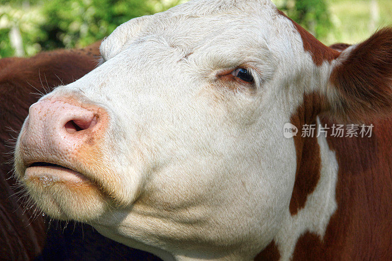 Simmental Steer看起来很卑鄙